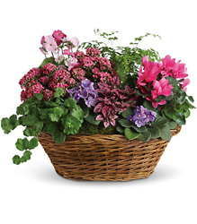 Simply Chic Mixed Plant Basket from Martinsville Florist, flower shop in Martinsville, NJ